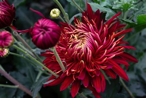 Heirloom Garden Mums