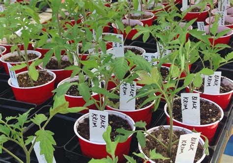 Heirloom Tomato Plants For Sale Online