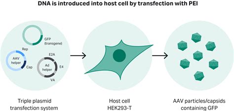 hek293 cells transfection protocol