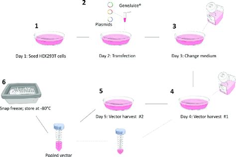 hek293t cells transfection protocol