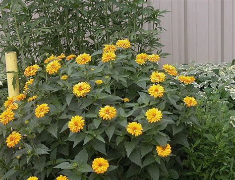 heliopsis helianthoides how to grow