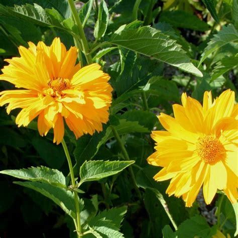 heliopsis helianthoides new hybrids