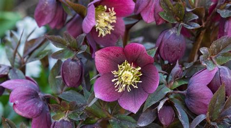 Hellebore Zone 8