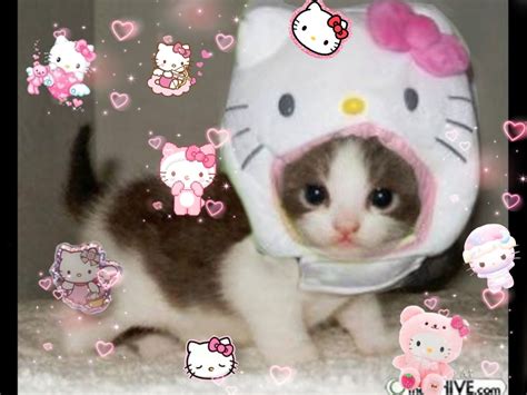 hello kitty kitty cat