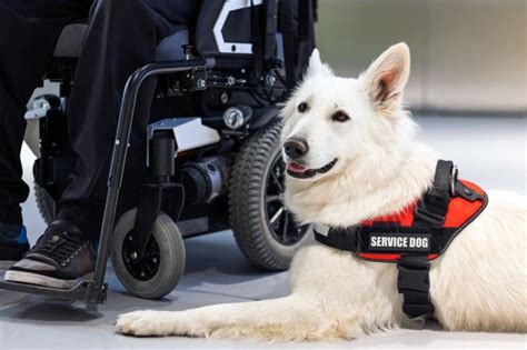 Help For Dogs With Disabilities