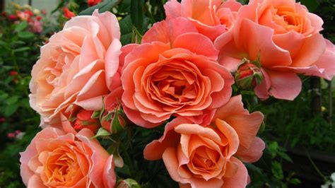 Top Spots to Help Me Find Roses!