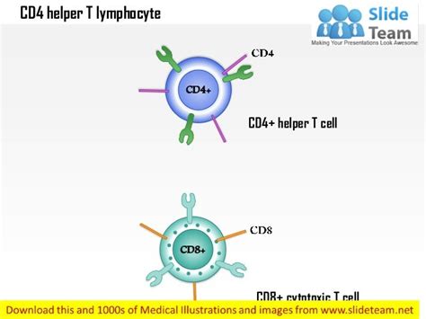 helper cd4 t cells