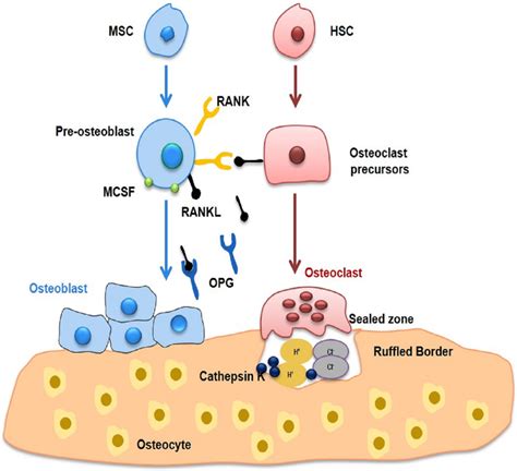 helper t cell marker