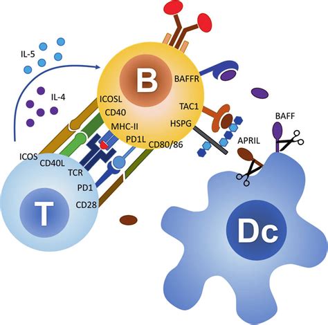 helper t cells and dendritic cells activate