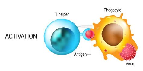 helper t cells definition