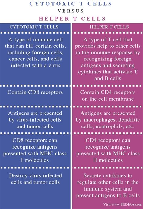 helper t cells vs cytotoxic t cells
