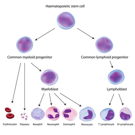 hematopoietic stem cells definition
