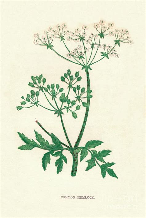 Hemlock Draw