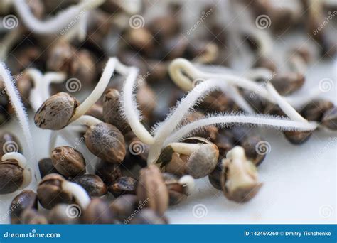 Hemp Seeds For Sprouting