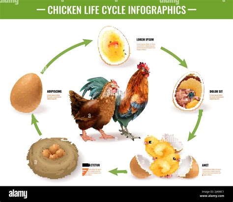 Hen Egg Laying Cycle