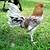 henny game fowl for sale
