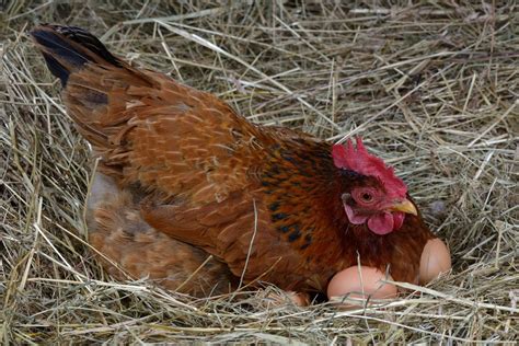 hens need rooster to lay eggs
