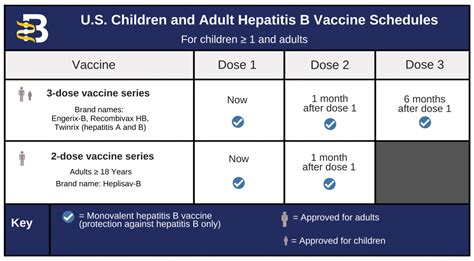 Hep B Shot Schedule: Protect Yourself with Timely Vaccination