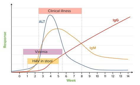 hepatitis a ab igm positive