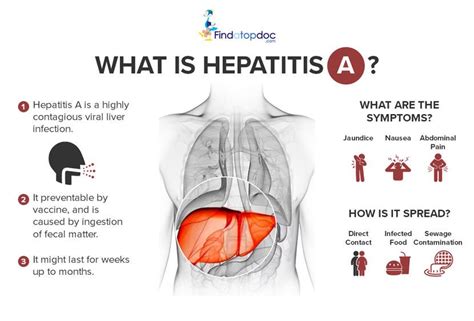 hepatitis a transmission and treatment