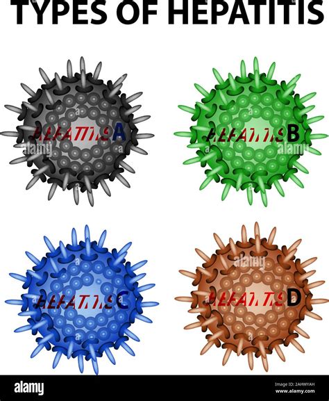 hepatitis a virus microbiology