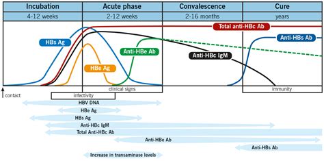 Hepatitis B Surface Antigens