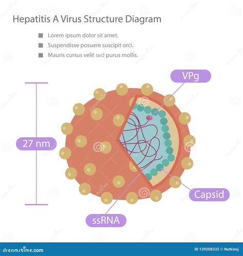 hepatitis virus structure