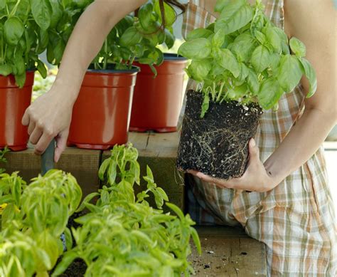 Herb Plants Buy Online Garden Plant