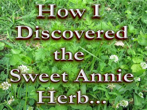Herb Sweet Annie: A Versatile And Beneficial Plant