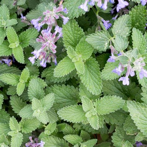 Herb Catnip Plant