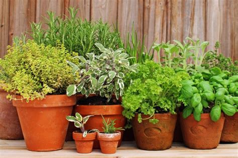 The Best Herb Garden Containers References