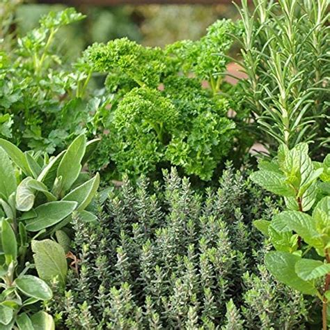 Herb Garden Plug Plants