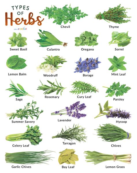 Herb Types List