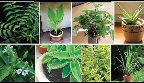 Herbal Plants Name In Tamil
