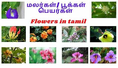 Herbal Plants Name In Tamil