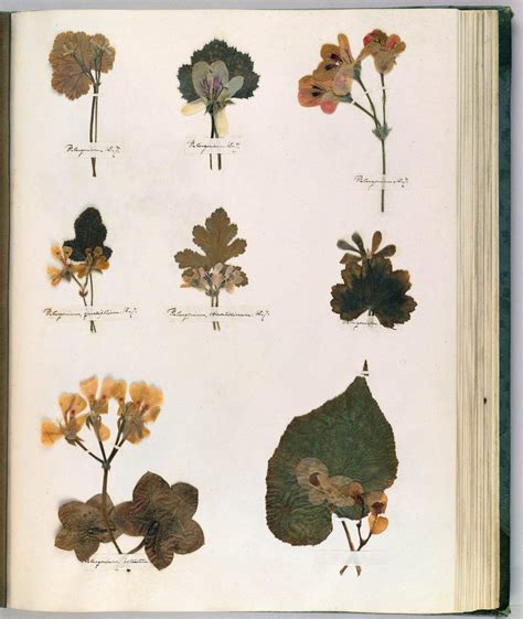 Herbarium Specimens Drawing