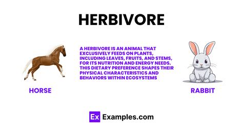 Herbivore Definition Bbc Bitesize