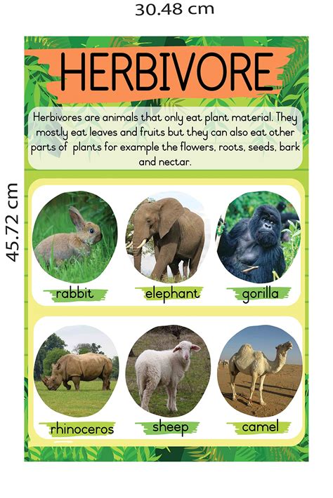Herbivore Definition Elementary
