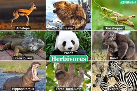 Herbivore Meaning Examples