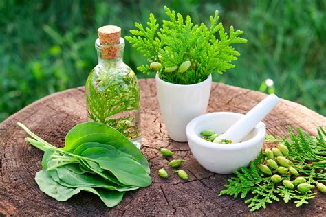 herbs and plants used as medicine