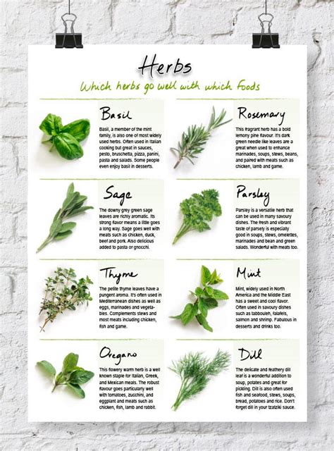 herbs and spices handout