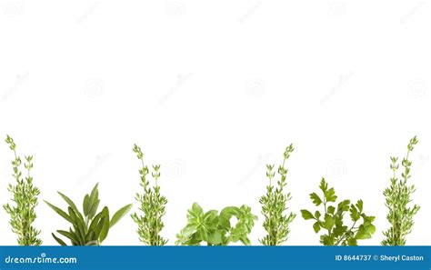 Herbs Border Clipart