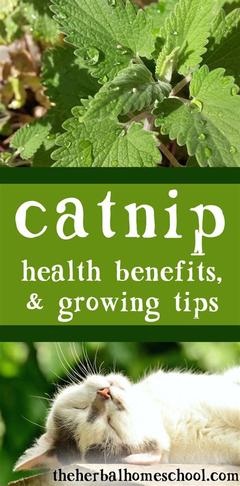 Herbs Catnip Benefits