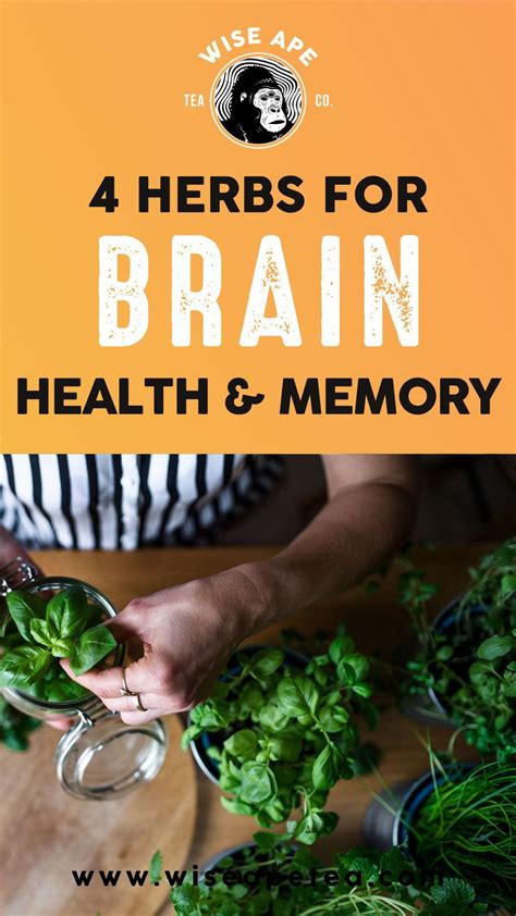 herbs for brain