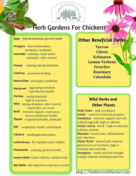 Herbs For Chickens