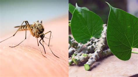 herbs for dengue fever