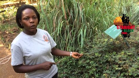 Herbs For Pulling In Uganda