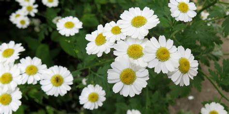 herbs in the asteraceae family