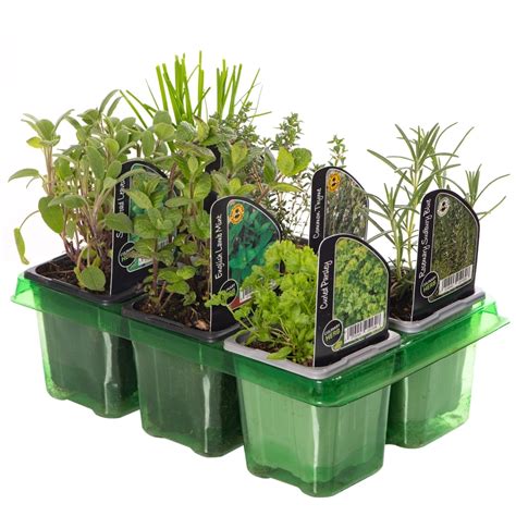 herbs plants for sale uk