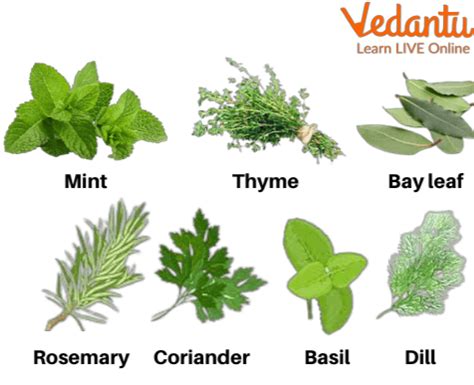Herbs Plants Information